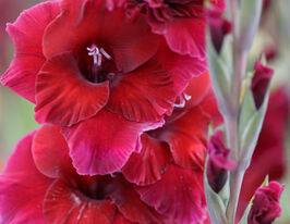 Гладиолус Плум Тарт (Plumtart) купить