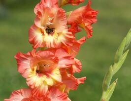 Гладиолус Принцесса Маргарет Роуз купить