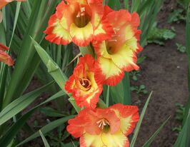 Гладиолус Принцесса Маргарет Роуз купить