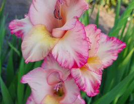 Гладиолус Присцилла (Priscilla) купить