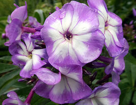 Флокс Чудо Пикс (Miracle Pixie) купить