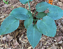 Хоста Канадская Синяя (Canadian Blue) купить