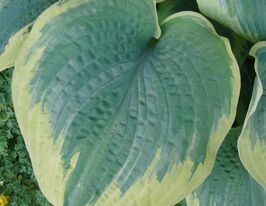 Хоста Роберт Фрост (Robert Frost) купить