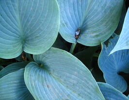 Хоста Фалькон (Halcyon) купить