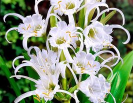 Гіменокаліс Фесталіс (Hymenocallis festalis)купити