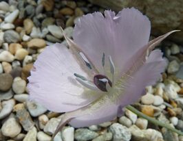 Калохортус Купидо (Cupido) купить