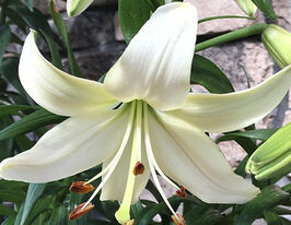 Лілія тигрова Біла Перлина (Pearl White)купити