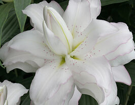 Лілія махрова Білосніжний Лотос (Lotus Pure)купити