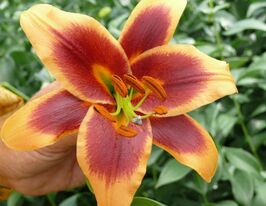 Лилия ОТ Деббі (Debby) купить