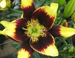 Лілія азіатська Ізі денс (Easy Dance)купити