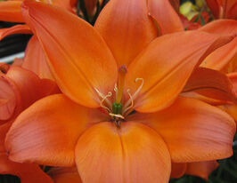 Лілія азіатська Ізі Лав (Easy Love)купити