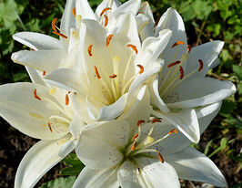  Лилия азиатская Инувик (Іnuvik) купить