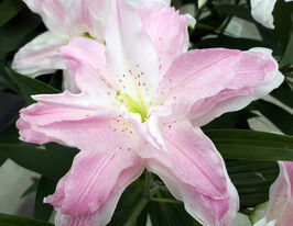 Лілія махрова Королева Лотос (Lotus Queen)купити