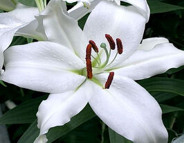 Лілія орієнтальна Маунт Еспайрін (Mount Aspiring)купити