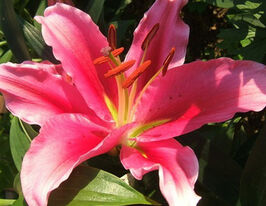 Лилия ориентальная Озеро Кэри (Lake Carey) купить