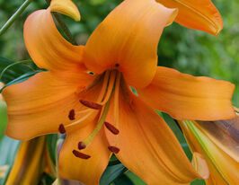 Лілія ОТ Оранж Спайс (Orange Space)купити