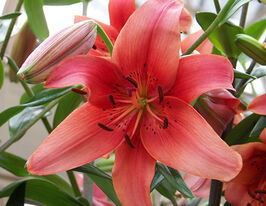 Лілія тигрова Перлина Лорейн (Pearl Loraine)купити