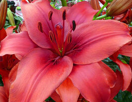 Лілія азіатська Ред Хайленд (Red Highland)купити