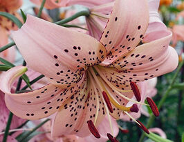 Лилия тигровая Розовый Гигант (Pink Giant) купить