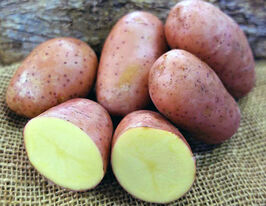 Картофель Ред Леди купить