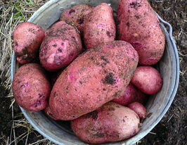 Картофель Родрига купить