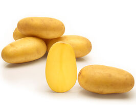 Картофель Саншайн купить