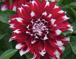 Жоржина декоративна Х-Фактор (X Factor) в горщикукупити