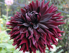 Жоржина кактусоподібна Блек Джек (Black Jack)купити