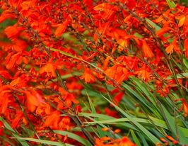 Крокосмия Огненный король (Fire King) купить