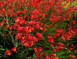 Крокосмия Красный король (Red King) купить