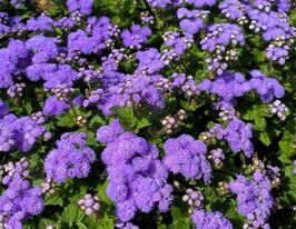 Розсада Агератум Алоха F1 (Ageratum Aloha F1)купити
