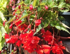 Бегония Крыло Дракона красная (Dragon Wing Red) купить