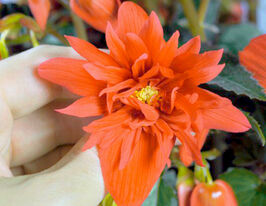 Бегония Фанки оранжевая (Funky Orange) купить