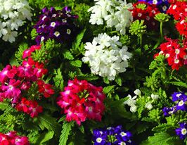 Вербена Тоскана смесь (Tuscany Mix) купить