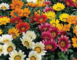 Газанія Біг кісс F1 суміш (Big Kiss F1 Mix)купити