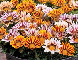 Газанія Новорічний мікс (New Day Mix)купити