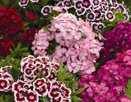 Гвоздика китайська барбатус Фестиваль F1 суміш (Festival F1 Mix)купити