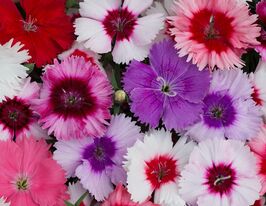 Гвоздика китайська Коронет F1 суміш (Coronet F1 Mix)купити