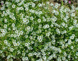 Гіпсофіла Білосніжна (Fleur White)купити