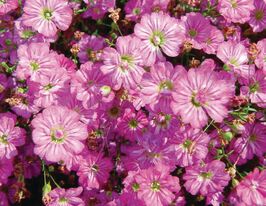 Гіпсофіла Ніжно-рожева (Gypsy Deep Rose)купити