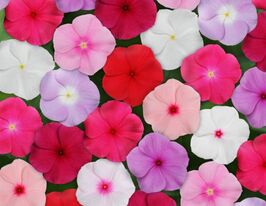 Катарантус Рожевий Титан F1 суміш (Titan F1 Rose Mix)купити