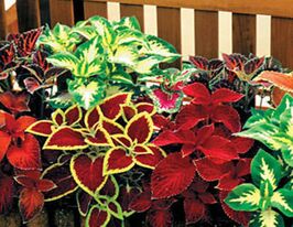 Колеус Візард суміш (Wizard Mix)купити