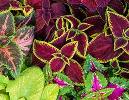 Колеус Конг Суміш (Kong Mix)купити