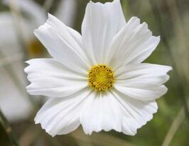 Космея Симфонія Біла (Symphony White)купити