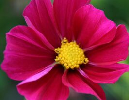 Космея Симфонія Кармінова (Symphony Carmine)купити