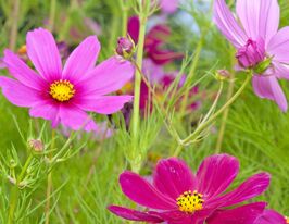 Космея Симфонія Пурпурова (Symphony Purple)купити