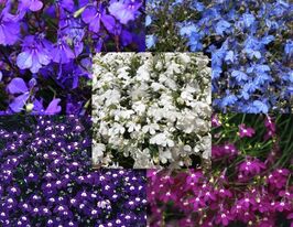 Лобелія Намисто з перлин суміш (String of Pearls Mix)купити