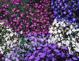 Лобелія Пендулла Регатта суміш (pendula Regatta Mix)купити