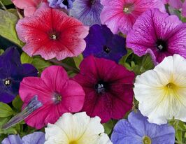 Петуния грандифлора Пакта парад смесь купить