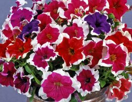 Петунія грандіфлора Парад пікоті F1 суміш (Parade F1 Picotee Mix)купити